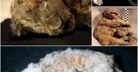 Lion cubs that were abandoned by their mum and died 44,000 years ago have been found in Siberia, perfectly preserved